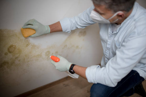Best Commercial Mold Removal  in Nashville, AR