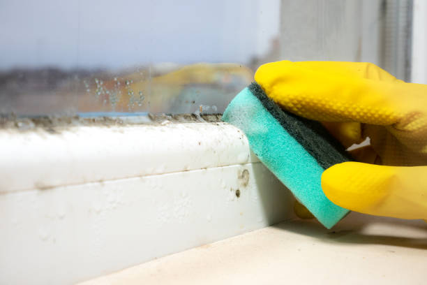 Best Mold Damage Repair  in Nashville, AR