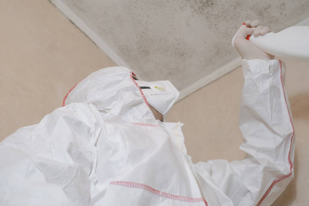Mold Removal Process in Nashville, AR