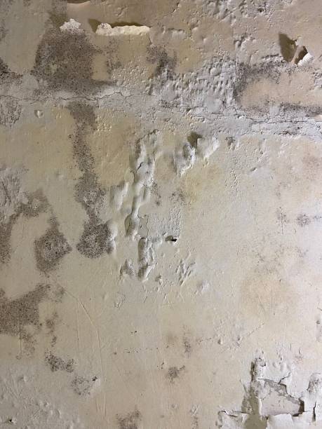 Best Mold Remediation  in Nashville, AR