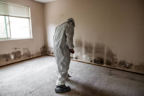 Best Residential Mold Removal  in Nashville, AR