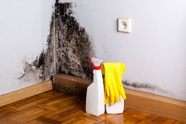 Best Crawl Space Mold Removal  in Nashville, AR
