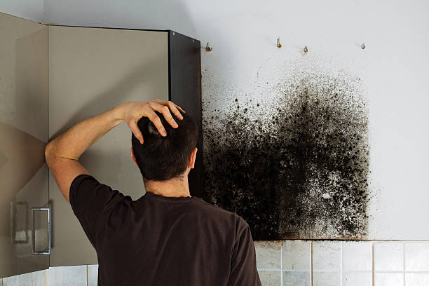 Best Best Mold Removal Companies  in Nashville, AR
