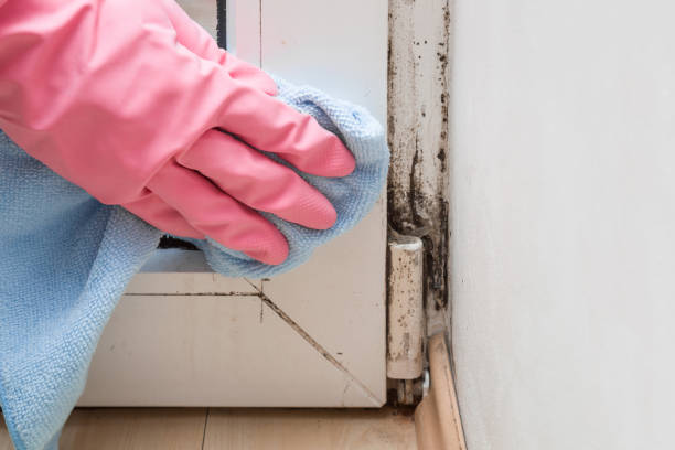 Best Mold Inspection  in Nashville, AR